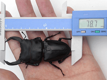 ホペイオオクワガタ