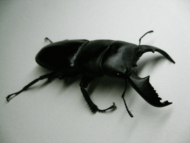 スマトラオオヒラタクワガタ　アチェ