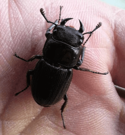 パリ―オオクワガタ