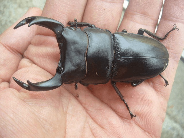 国産オオクワガタ 佐賀神崎