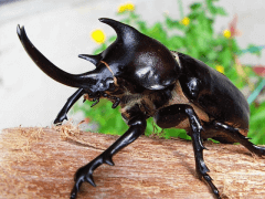 パチェコヒメゾウカブト