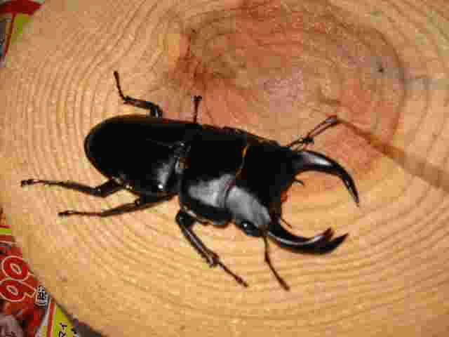 ホペイオオクワガタ　江西省