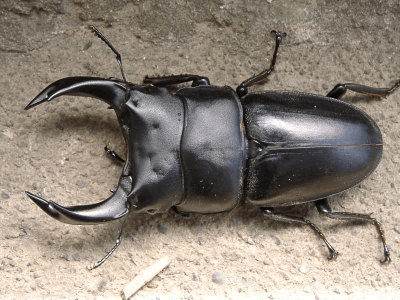 ホペイオオクワガタ　福建省北峰