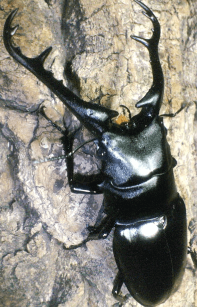 ギラファノコギリクワガタ　ミャンマー原名亜種