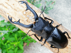 ギラファノコギリクワガタ