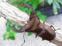 バインライヒホソアカクワガタ