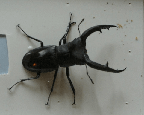 マンディブラリスフタマタクワガタ