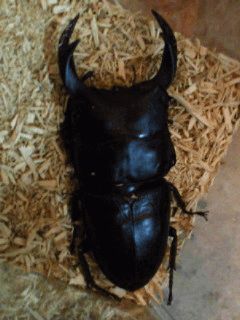 国産オオクワガタ　佐賀