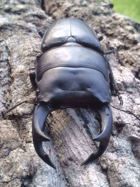 国産オオクワガタ