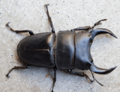 ホペイオオクワガタ