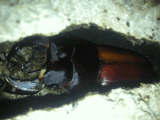 国産オオクワガタ