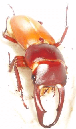 国産コクワガタ　北海道芦別市