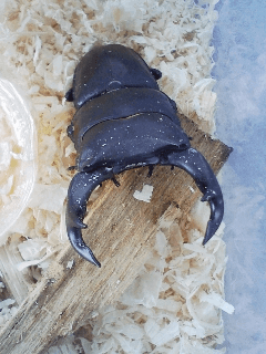 国産オオクワガタ