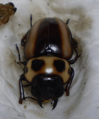 メリーメンガタクワガタ　カメルーン