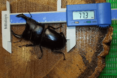 ホペイオオクワガタ