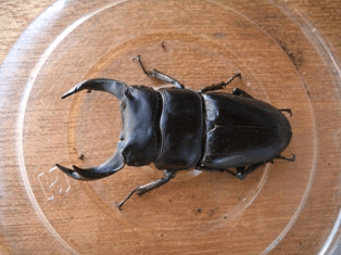 国産オオクワガタ　能勢三草山F4
