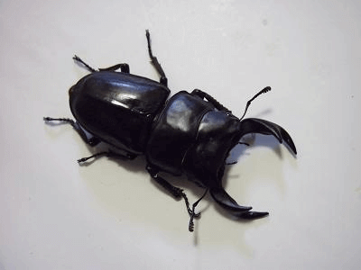 国産オオクワガタ　上阿古谷