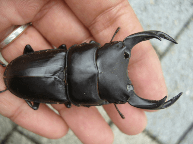 国産オオクワガタ　佐賀神埼