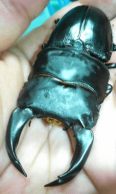 ホペイオオクワガタ　福建省武夷山系