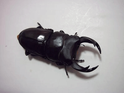 国産オオクワガタ　能勢