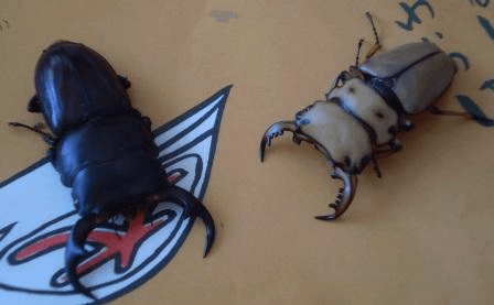 パリ―オオクワガタ　パラワン