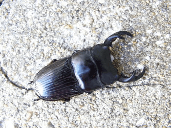 パラレルスネブトクワガタ