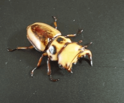 メリーメンガタクワガタ　カメルーン