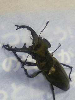 国産ミヤマクワガタ 山梨甲州