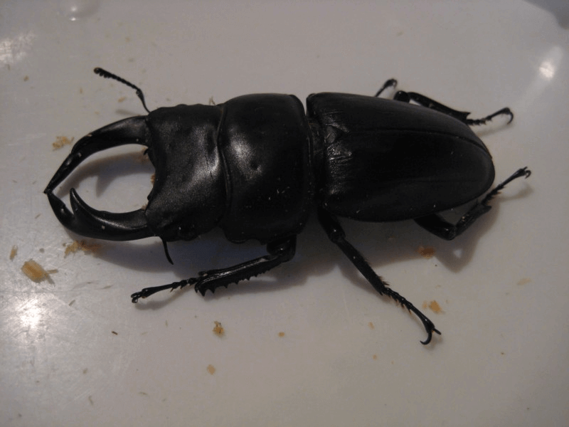 国産オオクワガタ　産地不明