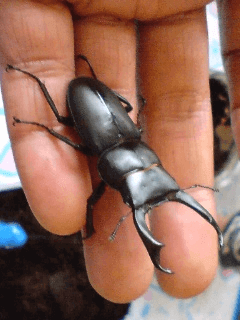 国産コクワガタ　あきる野