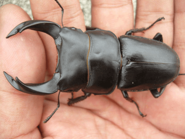 ホペイオオクワガタ　福建省将楽県虎狼