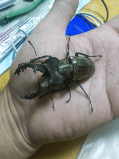 国産ミヤマクワガタ　山梨甲州