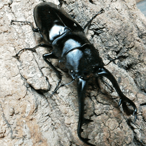 ギラファノコギリクワガタ　原名亜種