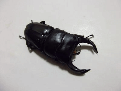 ホペイオオクワガタ　湖南省レッドアイ