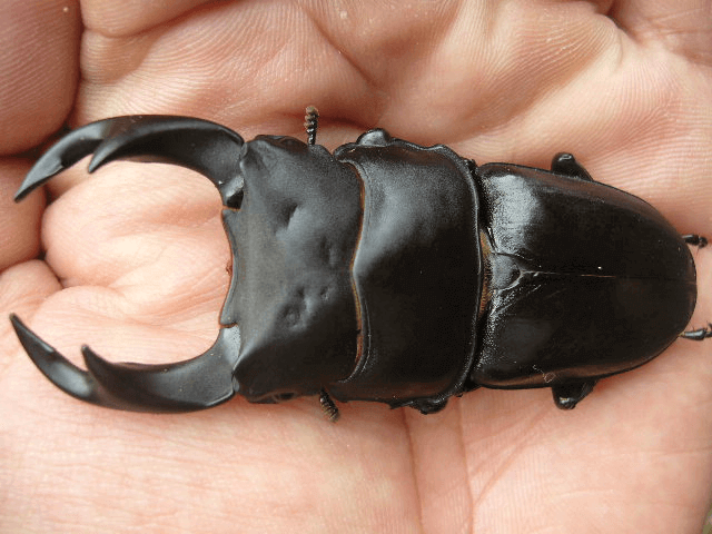 国産オオクワガタ　亀岡