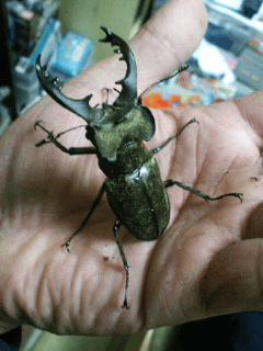 国産ミヤマクワガタ　山梨甲州日川