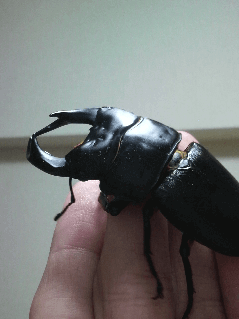 国産オオクワガタ