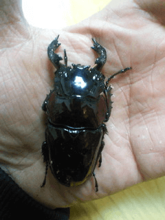 タランドゥスオオツヤクワガタ