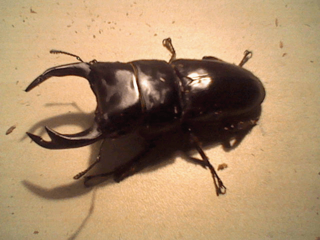 国産オオクワガタ 熊本