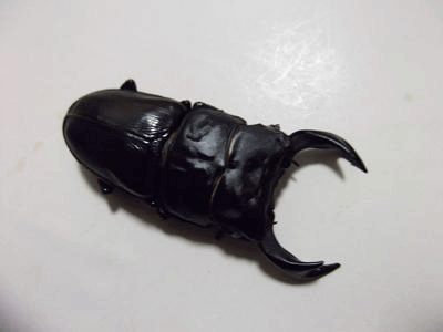 国産オオクワガタ ホワイトアイ