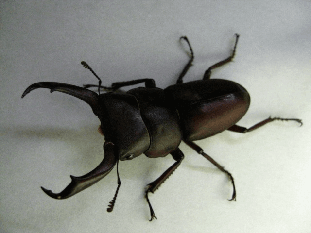 国産コクワガタ