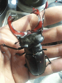 ケルブスミヤマクワガタ