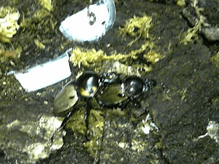 ヨツボシヒナカブト