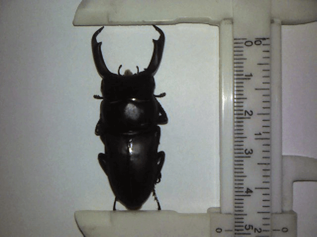 国産コクワガタ