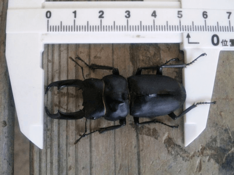 国産コクワガタ　宮城県加美郡