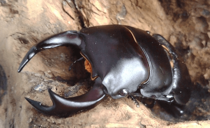 国産オオクワガタ　能勢