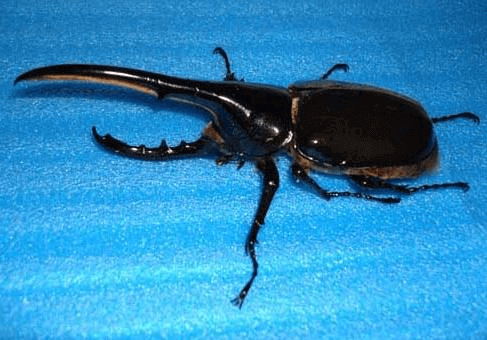 ヘラクレス・ヘラクレス