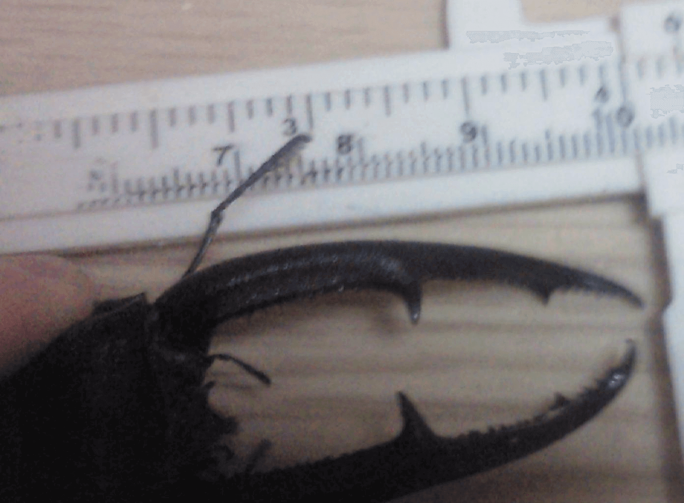 マンディブラリスフタマタクワガタ