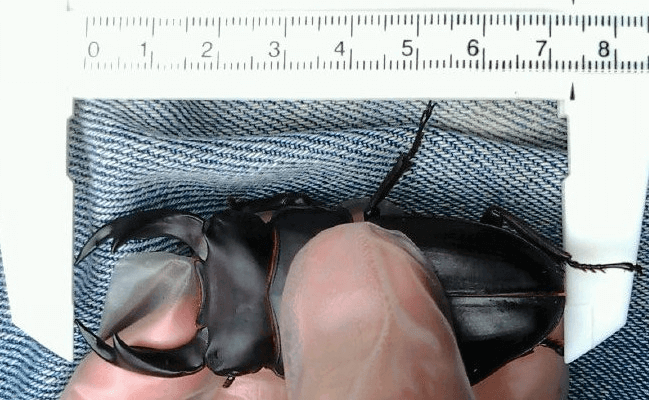 国産オオクワガタ　能勢