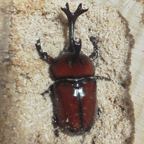 国産カブトムシ　香川